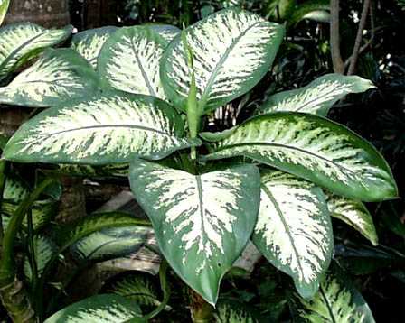 Dumb Cane